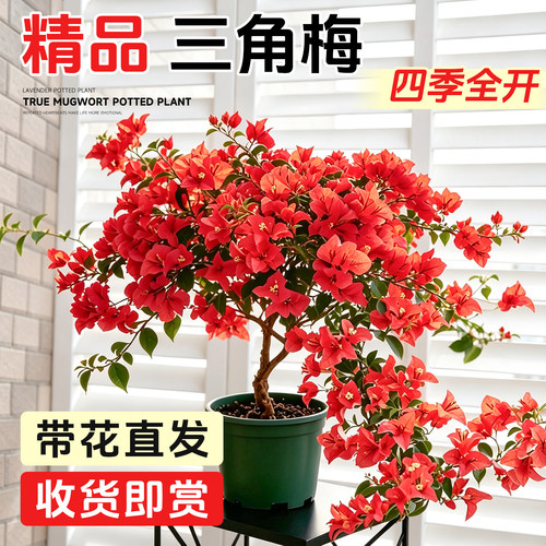 【带花发货】三角梅盆栽