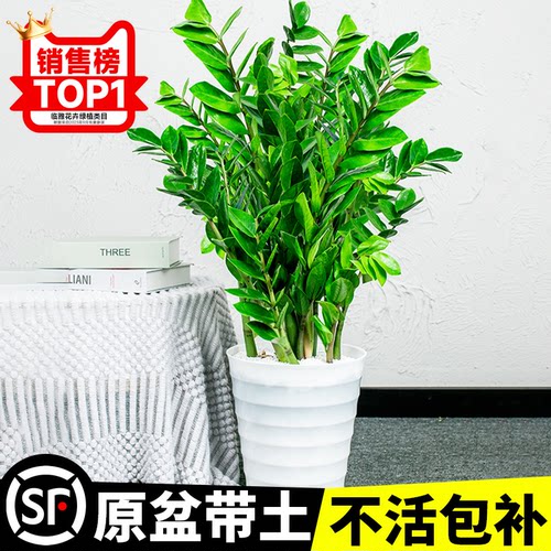 金钱树盆栽客厅招财树