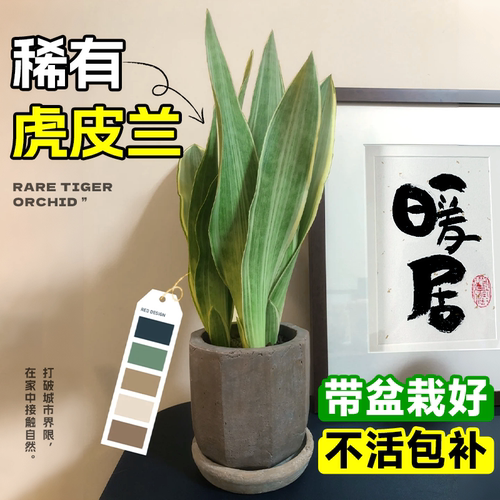 稀有品种虎皮兰带盆栽好收到即赏