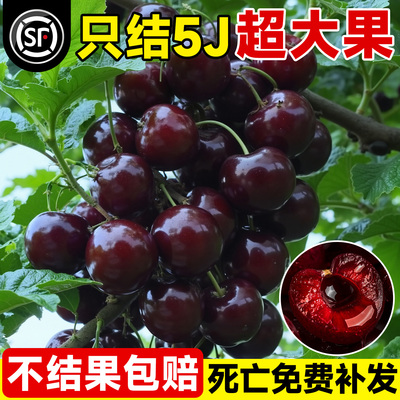 【真车厘子树苗】当年结果包对版