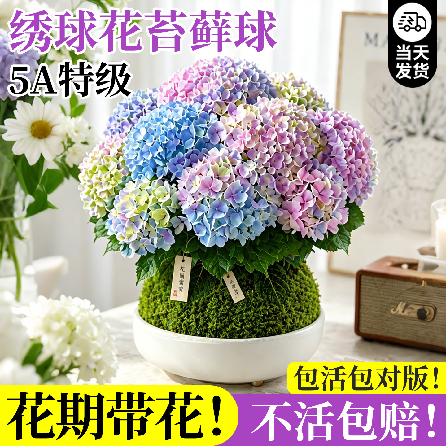 【5A特级】水培植物绣球花苔藓球图片