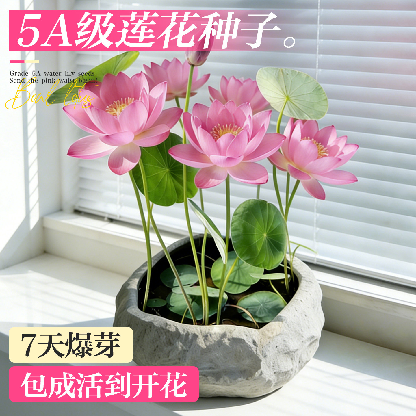 水培碗莲四季种植开花盆栽水培荷花阳台水生水养植物种藕莲花种子