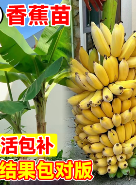 香蕉树苗盆栽地栽芭蕉粉蕉耐寒矮化香蕉苗南方北方四季庭院果树苗