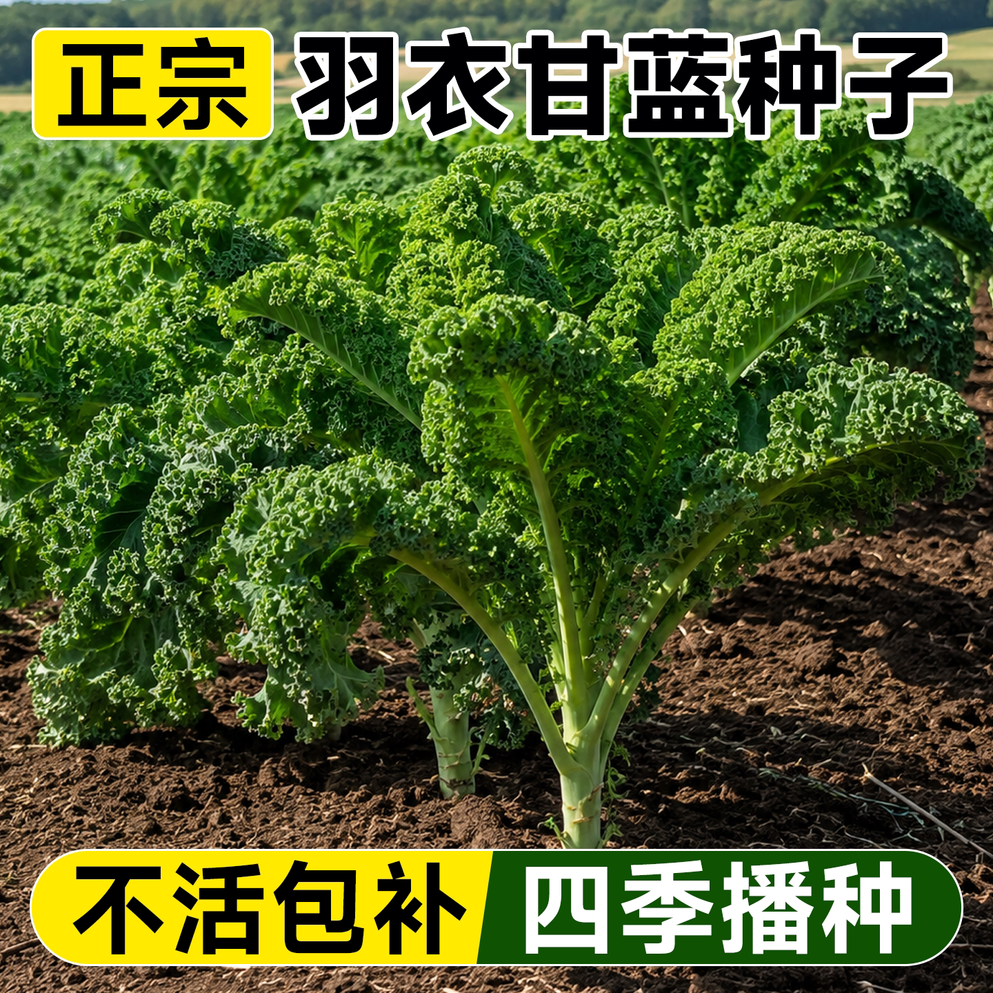 可食用羽衣甘蓝种子孑秋播高端蔬菜种籽四季高产秋冬季农作物大全