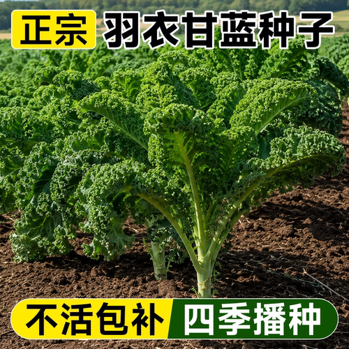 羽衣甘蓝种子可食用种籽苗孑