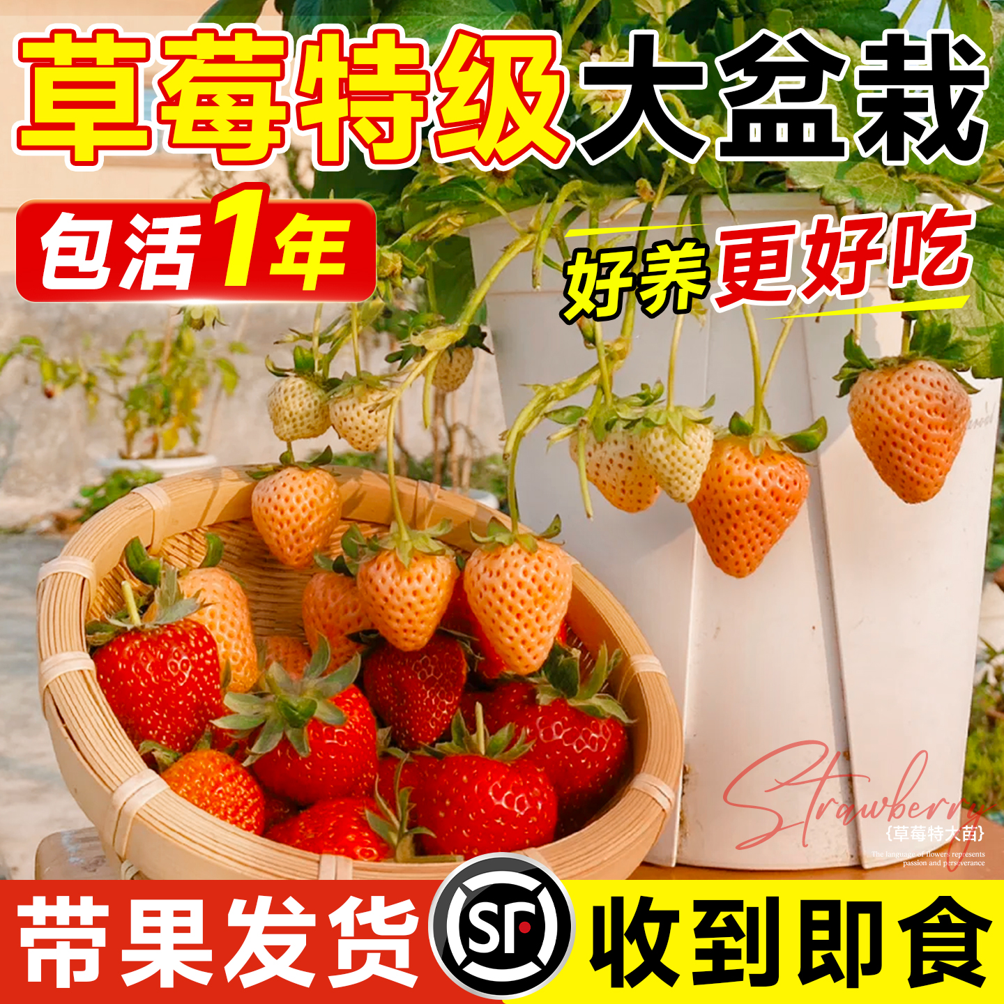 【带果大苗直发】包成活至结果