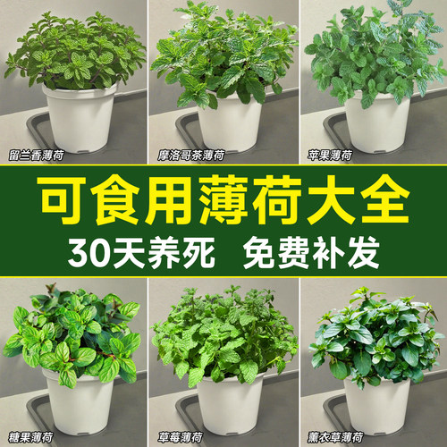薄荷盆栽可食用留兰香绿植