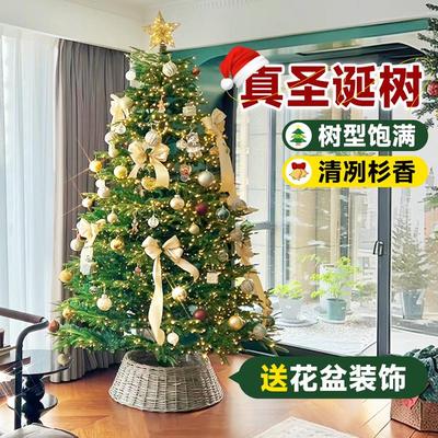 【真树】真的圣诞树客厅