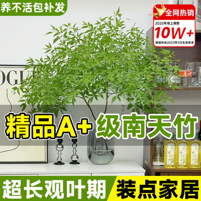 【A+级南天竹】水培好养不落叶