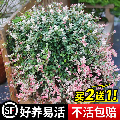 花叶络石垂吊兰绿植物盆栽