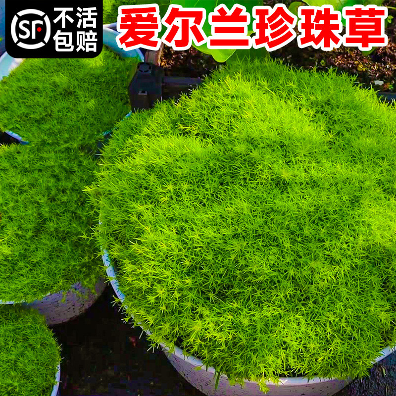 爱尔兰珍珠草苔藓金海岸庭院常绿地被植物铺面阳台绿植盆栽护盆草