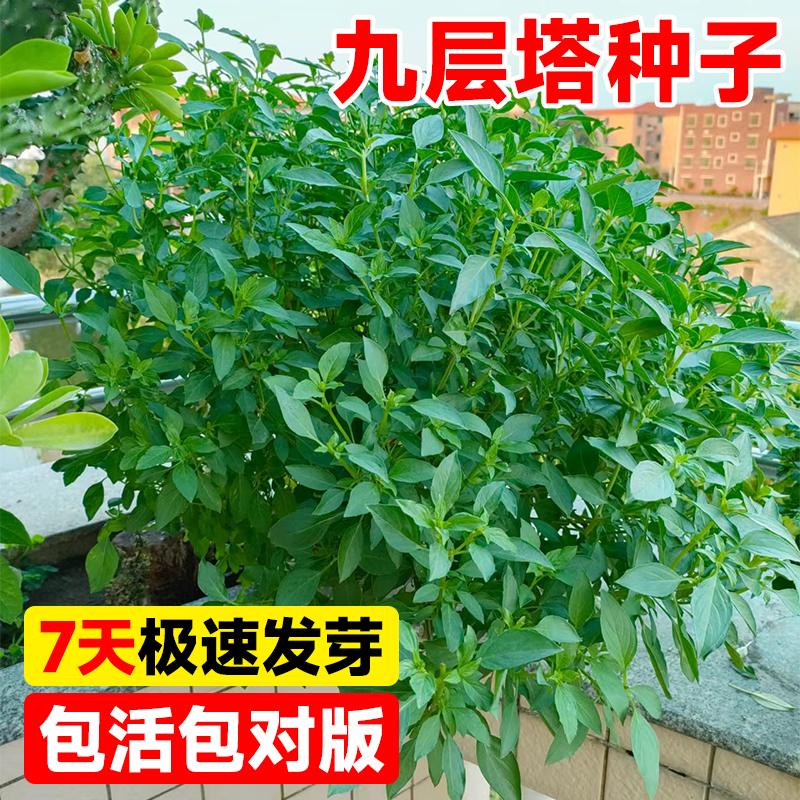 可食用九层塔种子四季种植阳台