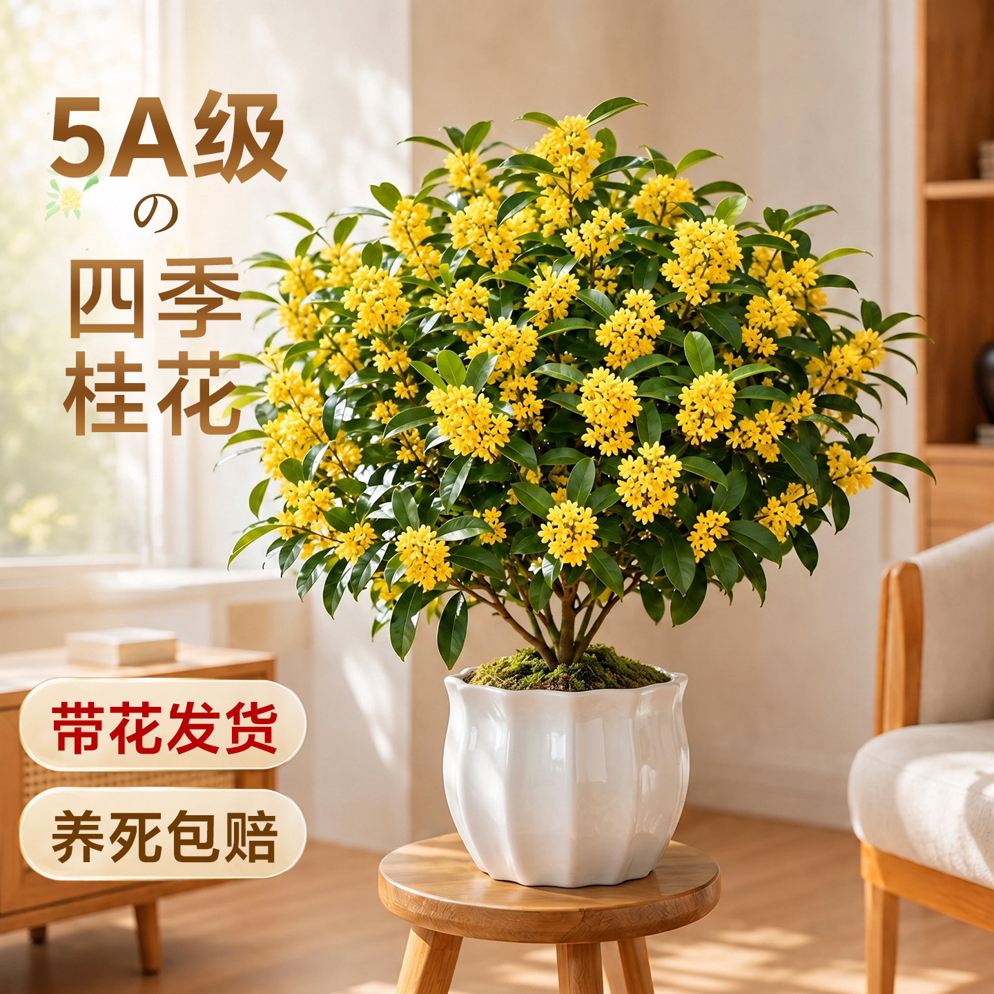 四季桂花月月开花不断满屋飘香图片