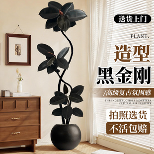 黑金刚橡皮树客厅绿植高级感大盆栽植物轻奢办公室内落地高端好养