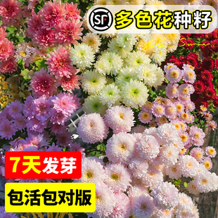 糖果菊花种籽子混色翠菊盆栽一年四季都开花植物户外庭院易活花卉