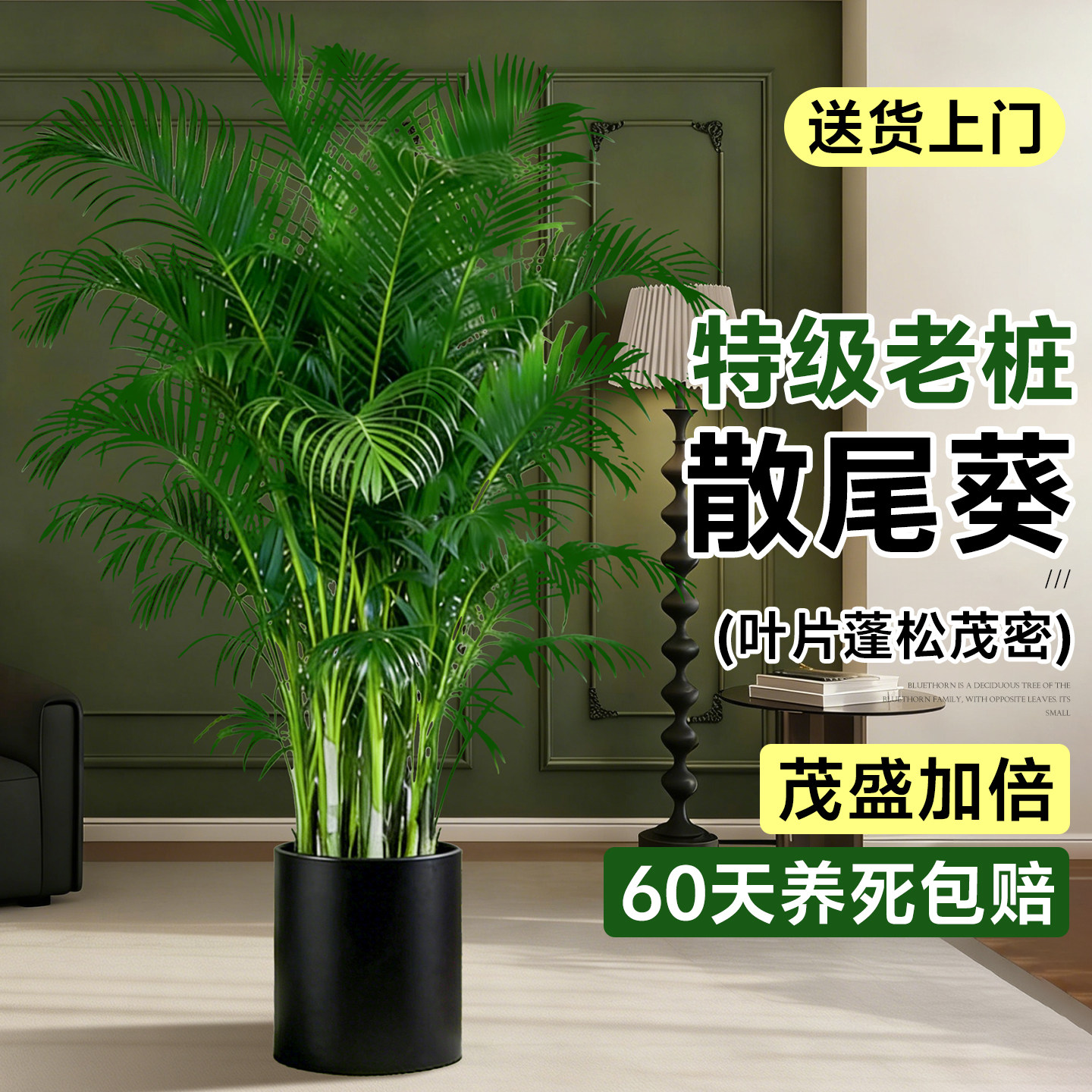 散尾葵客厅绿植高级感室内大型盆栽轻奢植物办公室落地高端好养活,鲜花速递/花卉仿真/绿植园艺,大型绿植/成品组合盆栽,淘宝优惠券,粉丝福利购,淘宝优惠卷