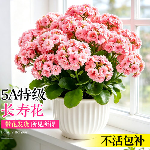 A+级长寿花盆栽四季好养包对版