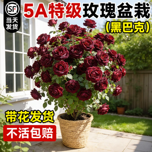 黑巴克玫瑰花卉盆栽带花苞绿植特大月季 植物好养 花苗室内阳台四季