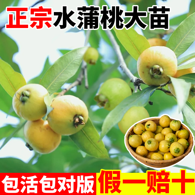 蒲桃果树苗水蒲桃树苖南北方种植