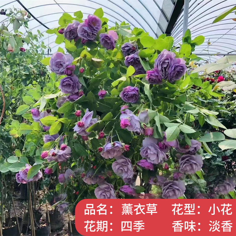 .【1米6大苗】蔷薇花苗藤本月季特大花爬藤植物四季开花卉盆栽玫