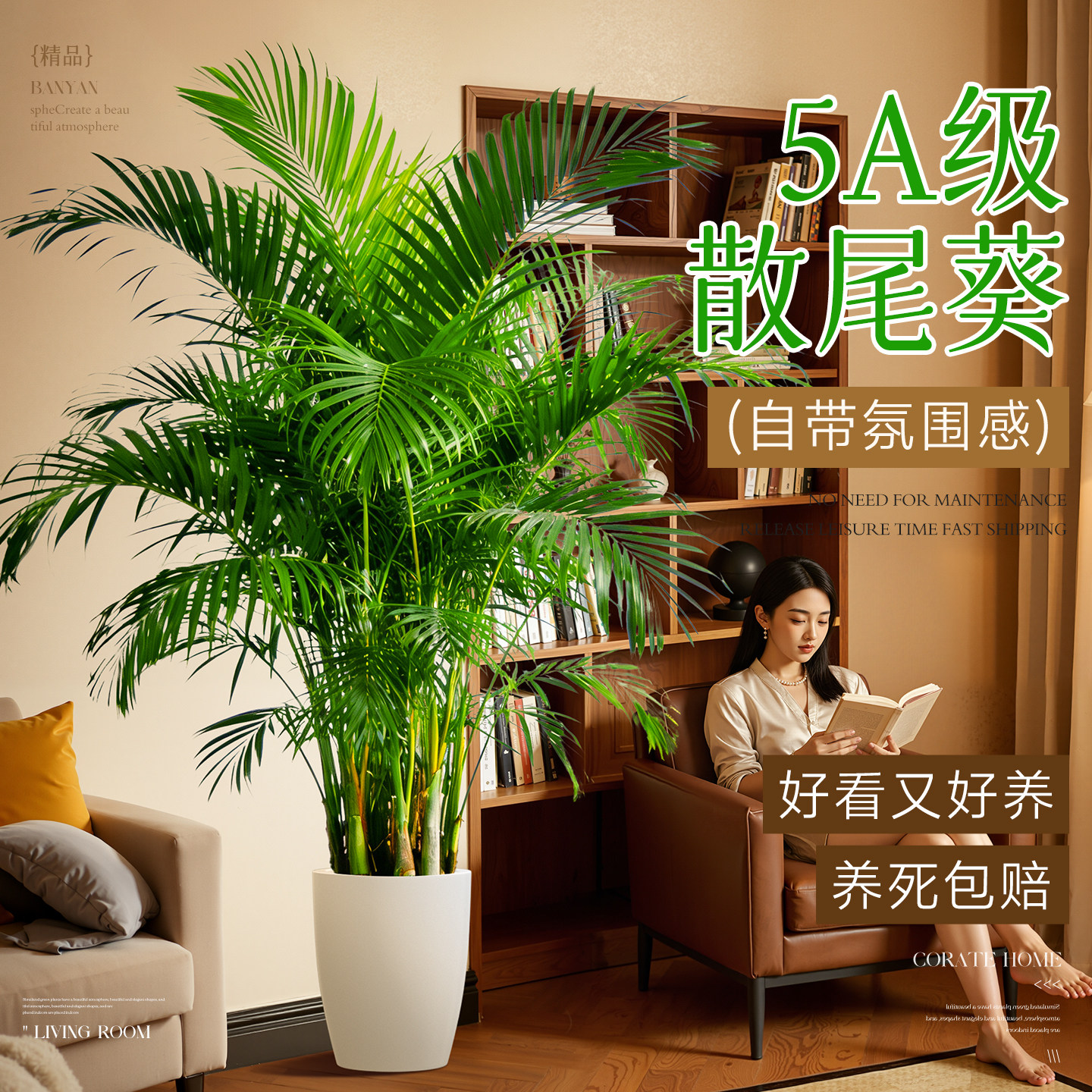 散尾葵植物盆栽客厅室内办公室大型落地适合四季好养大号老桩绿植,鲜花速递/花卉仿真/绿植园艺,大型绿植/成品组合盆栽,淘宝优惠券,粉丝福利购,淘宝优惠卷