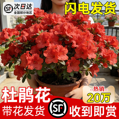 【带花发货】杜鹃花盆栽室内好养