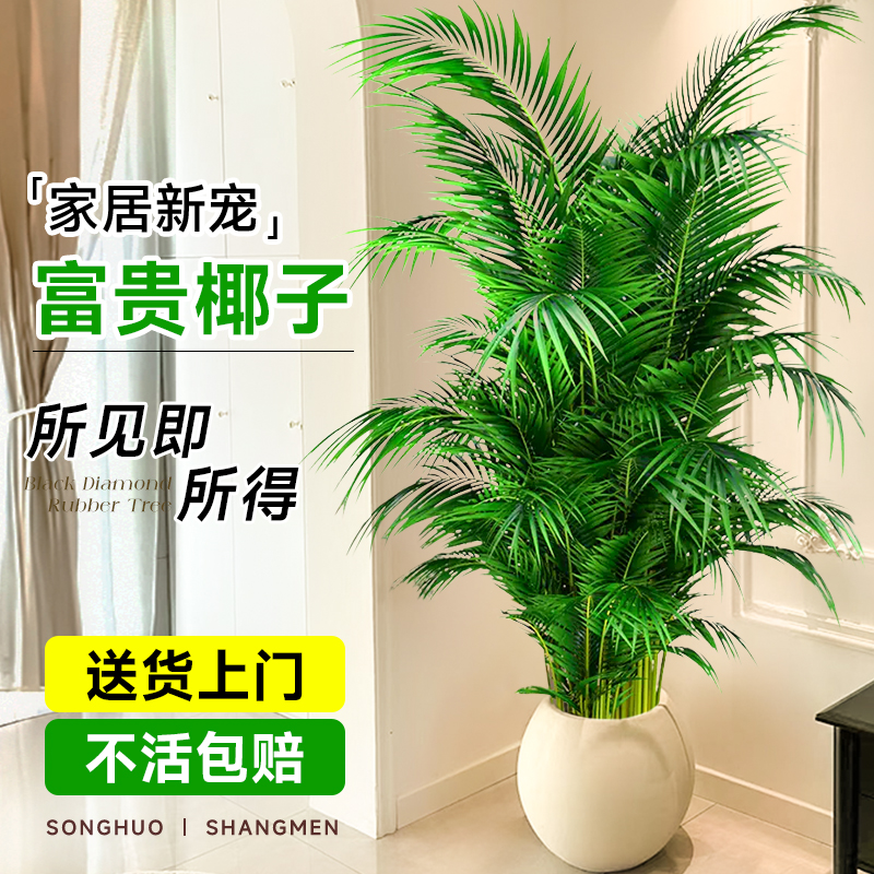 富贵椰子植物盆栽室内客厅大型绿植散尾葵凤尾竹办公四季常青好养
