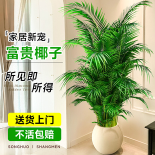 常青好养 富贵椰子植物盆栽室内客厅大型绿植散尾葵凤尾竹办公四季