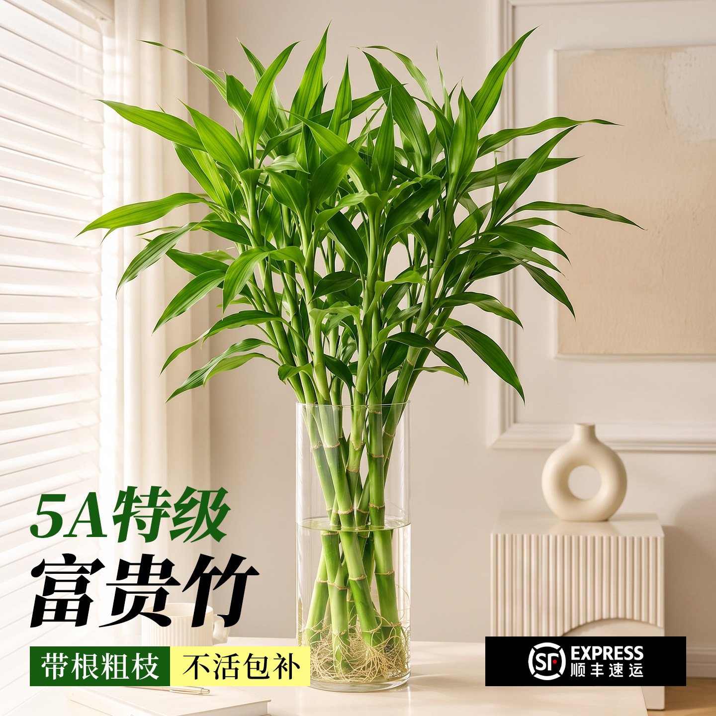 【带根特级】富贵竹粗杆水培植物图片