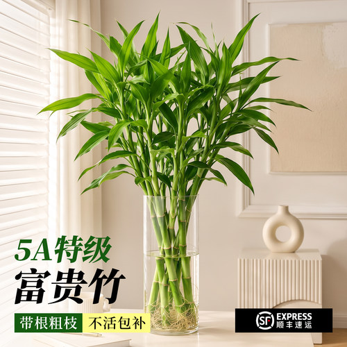 【带根特级】富贵竹粗杆水培植物