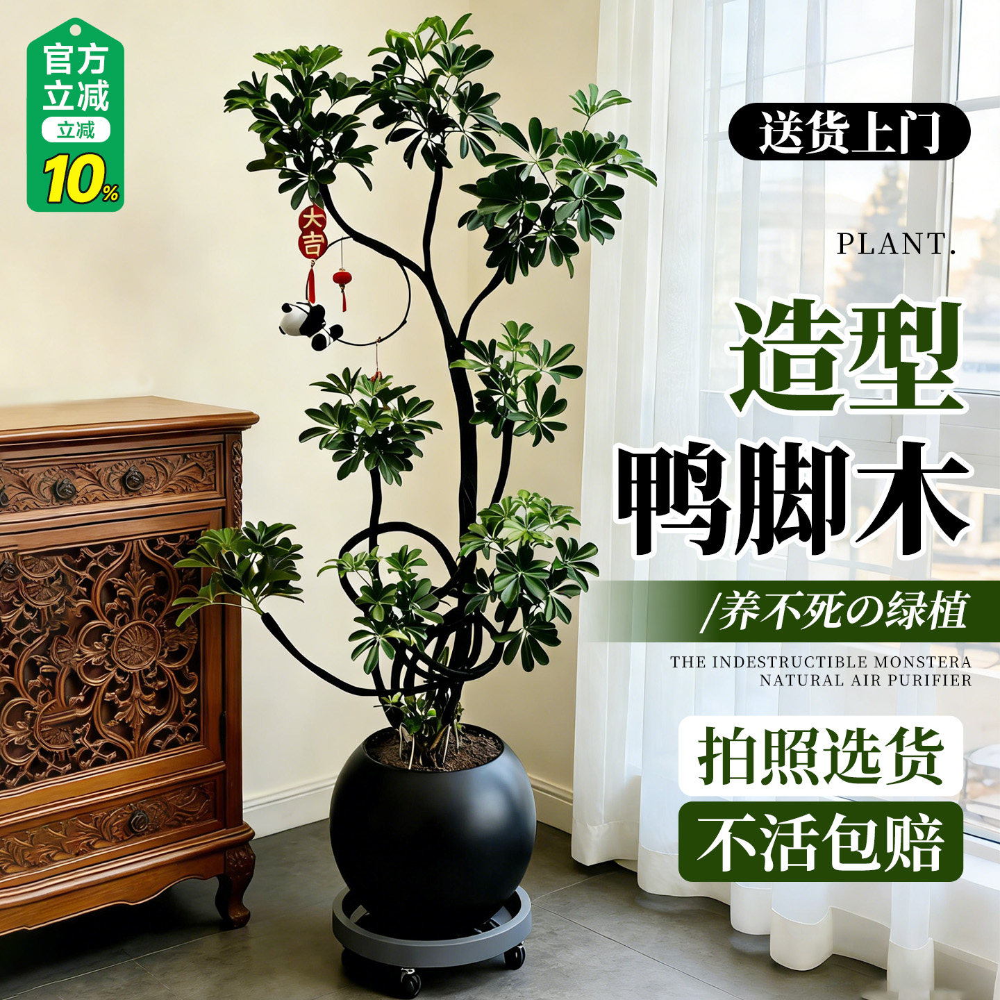 【5A级鸭脚木】氛围感天花板