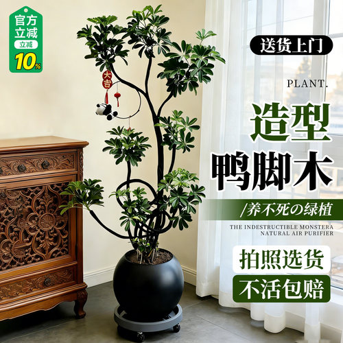 【5A级鸭脚木】氛围感天花板