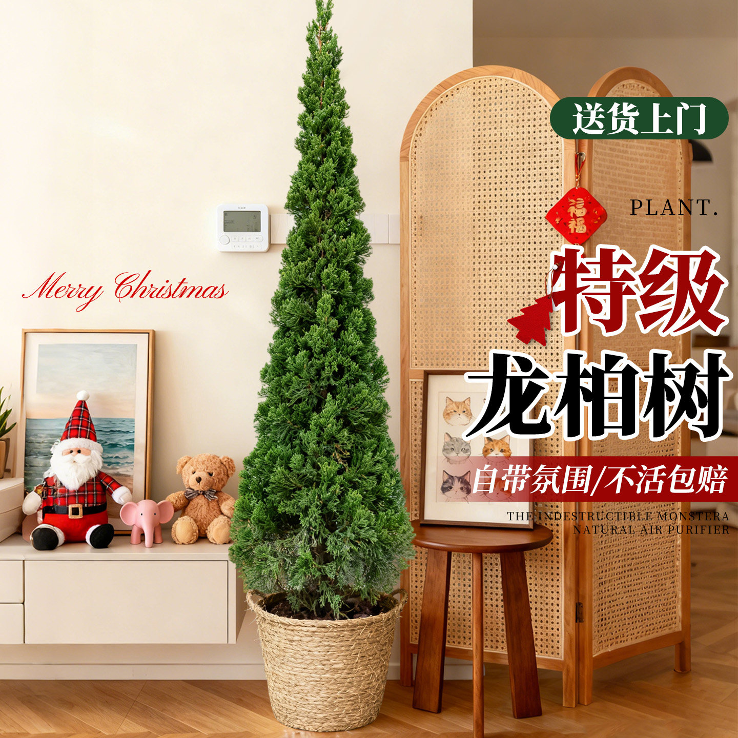 圣诞树真树龙柏树苗松柏盆栽松柏云杉室内大型绿植物户外庭院好养,鲜花速递/花卉仿真/绿植园艺,大型绿植/成品组合盆栽,淘宝优惠券,粉丝福利购,淘宝优惠卷