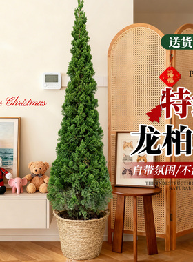 圣诞树真树龙柏树苗松柏盆栽松柏云杉室内大型绿植物户外庭院好养