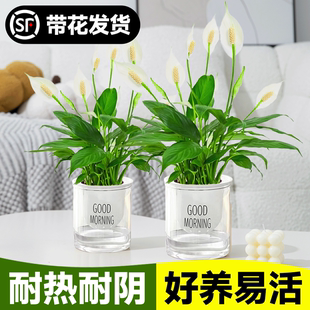 白掌绿植水培植物室内一帆风顺盆栽绿萝铂金钻水养花卉四季 开花红
