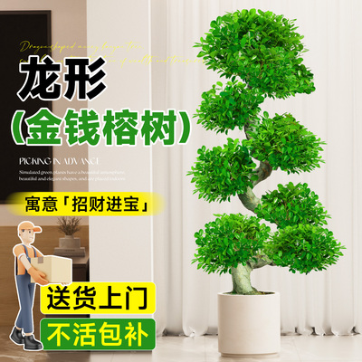 金钱榕大盆栽室内大型盆景招财金钱树客厅办公室摇钱树发财树四季
