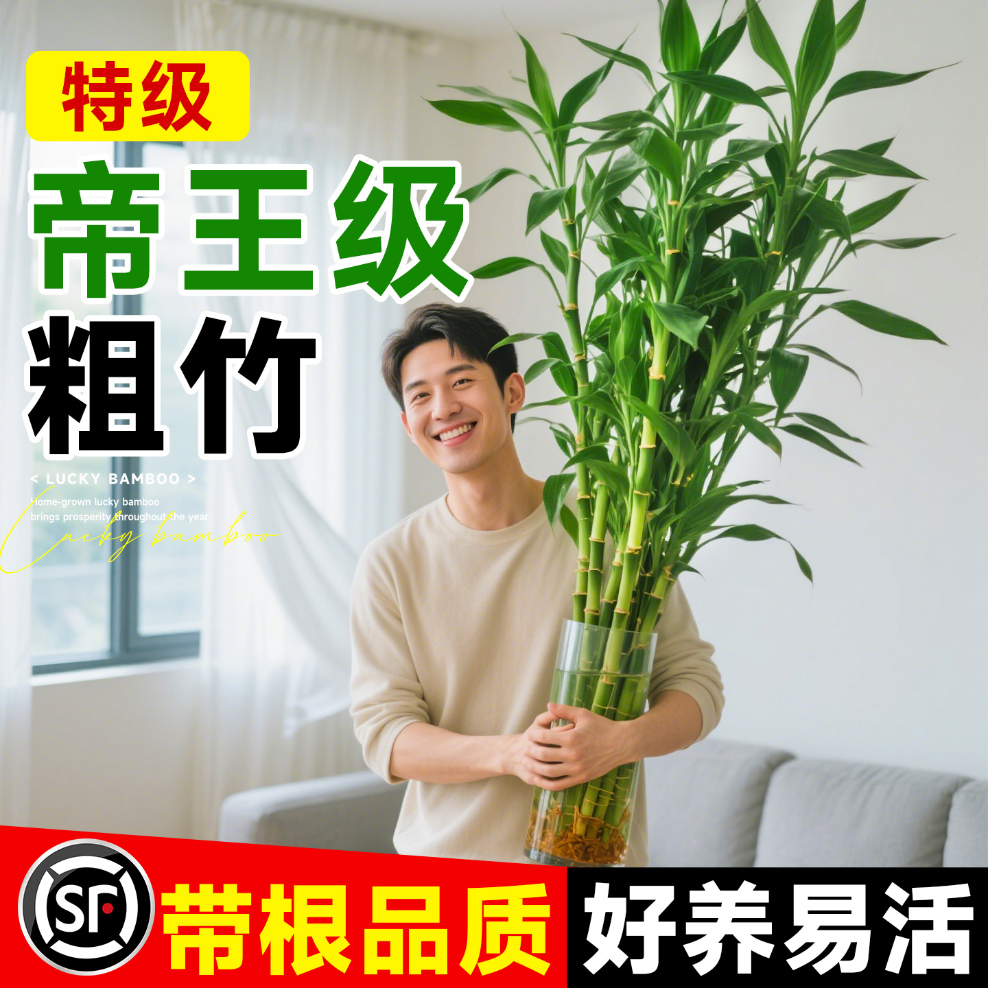 富贵竹水培植物粗杆带根水养绿植室内客厅水生招财转运竹子好养活