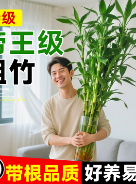 富贵竹水培植物粗杆带根水养绿植室内客厅水生招财转运竹子好养活