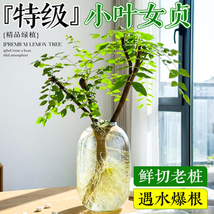 小叶女贞水培植物老桩造型树室内绿植好养活四季常青观叶观茎植物