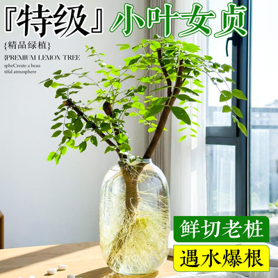 【全网热销8万+】水培小叶女贞