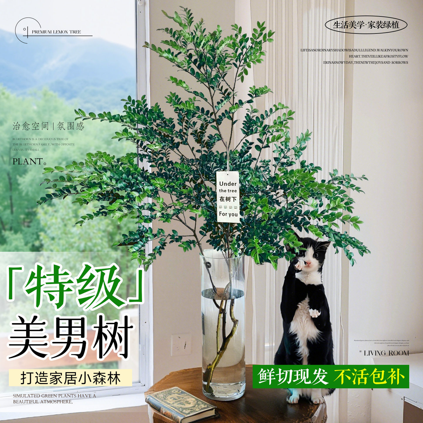 美男树水培植物带根带花苞鲜切枝条室内客厅绿植进口马醉木好养活