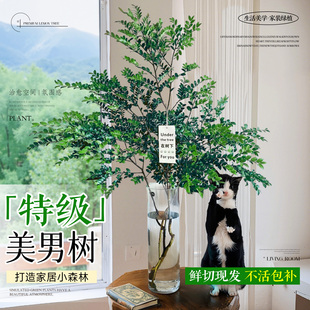 美男树水培植物带根带花苞鲜切枝条室内客厅绿植进口马醉木好养
