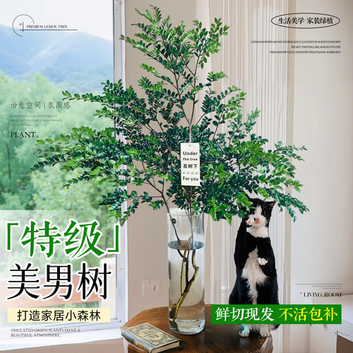 【拍一发二】美男树水培植物鲜切