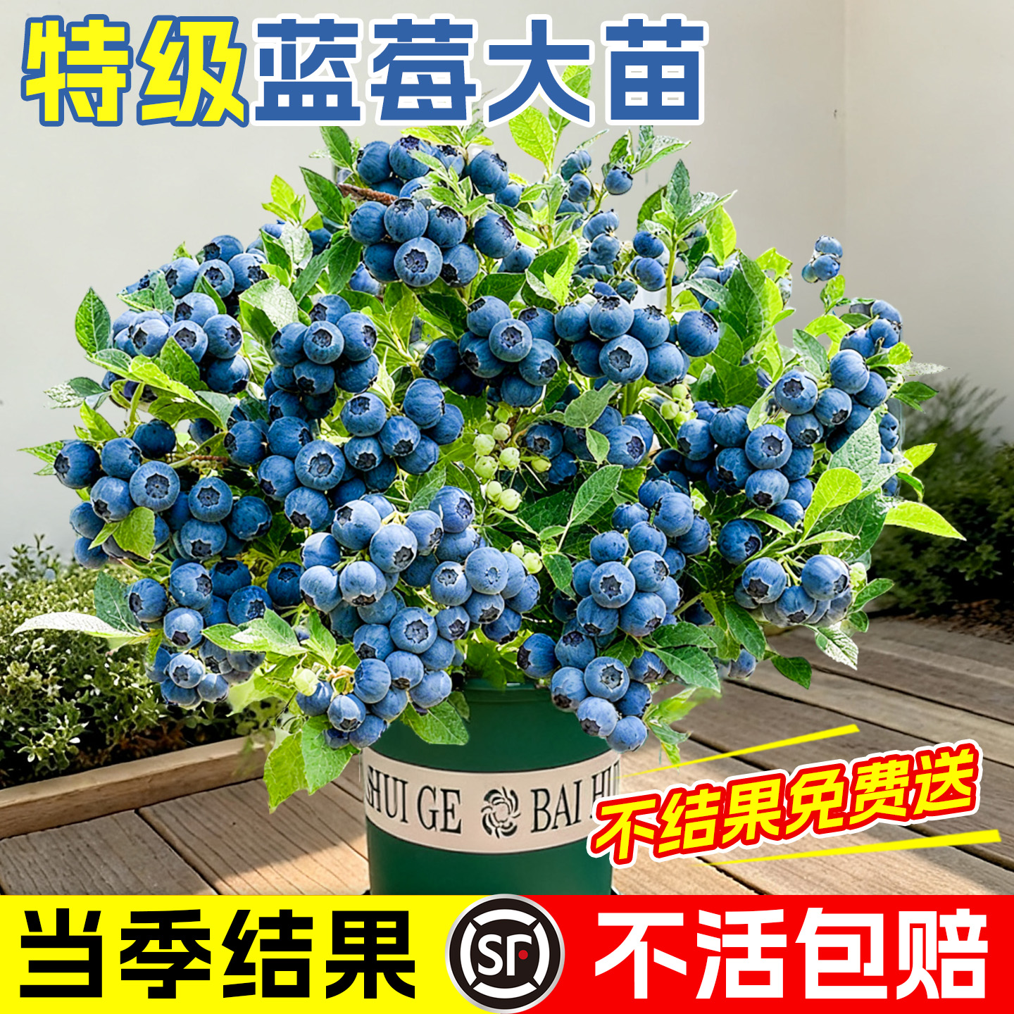 蓝莓树果苗盆栽特大号