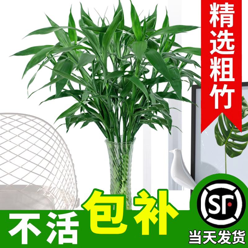 富贵竹水培植物水养发财树带根客厅绿植招财转运竹子花卉盆栽室内-封面