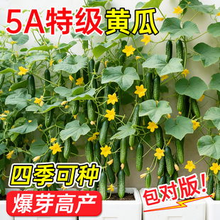 老品种绿心黄瓜种子种籽苗秧苗水果秋蔬菜旱高产菜种籽种大全菜苗