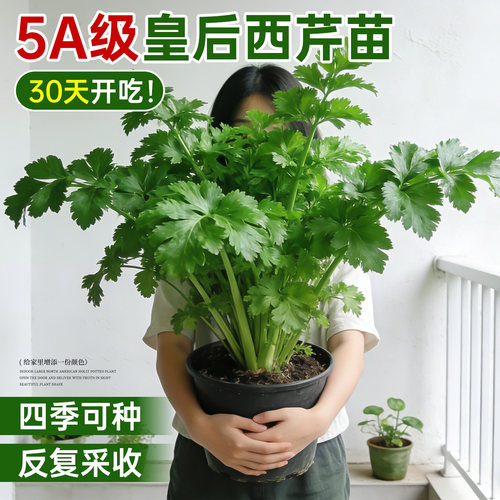 【5A级】皇后西芹苗包成活包对版