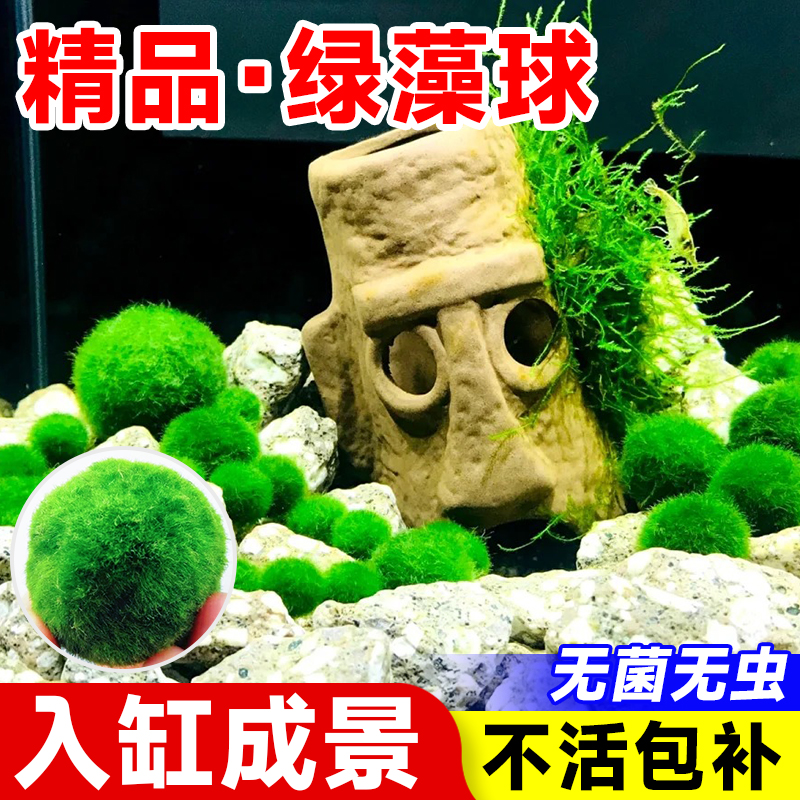 绿藻球水草植物小鱼缸生态瓶微观造景绿植水藻海藻增氧养鱼虾莫斯