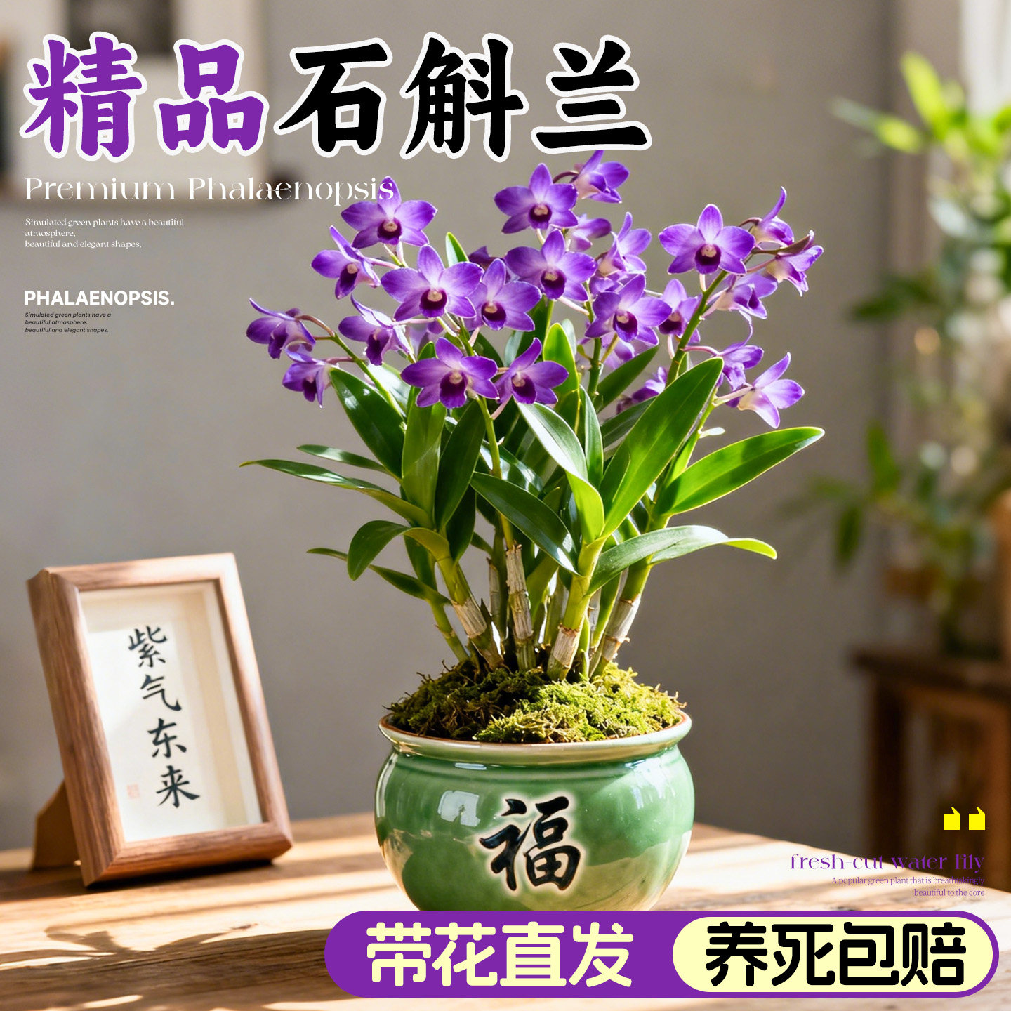 紫云香水石斛兰盆栽带花四季花苗开花带花苞客厅室内绿植花卉好养