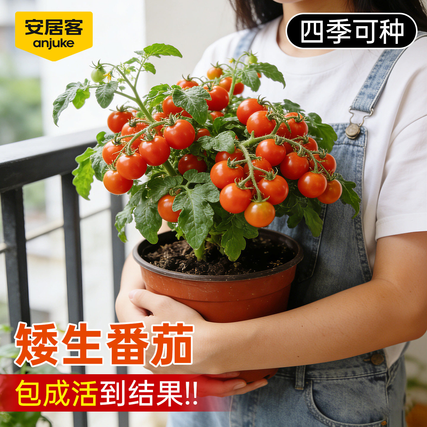 安居客番茄苗秧盆栽矮生西红柿蔬菜菜苗小圣女果种苗阳台种植种子,鲜花速递/花卉仿真/绿植园艺,种苗/半成品盆栽,淘宝优惠券,粉丝福利购,淘宝优惠卷